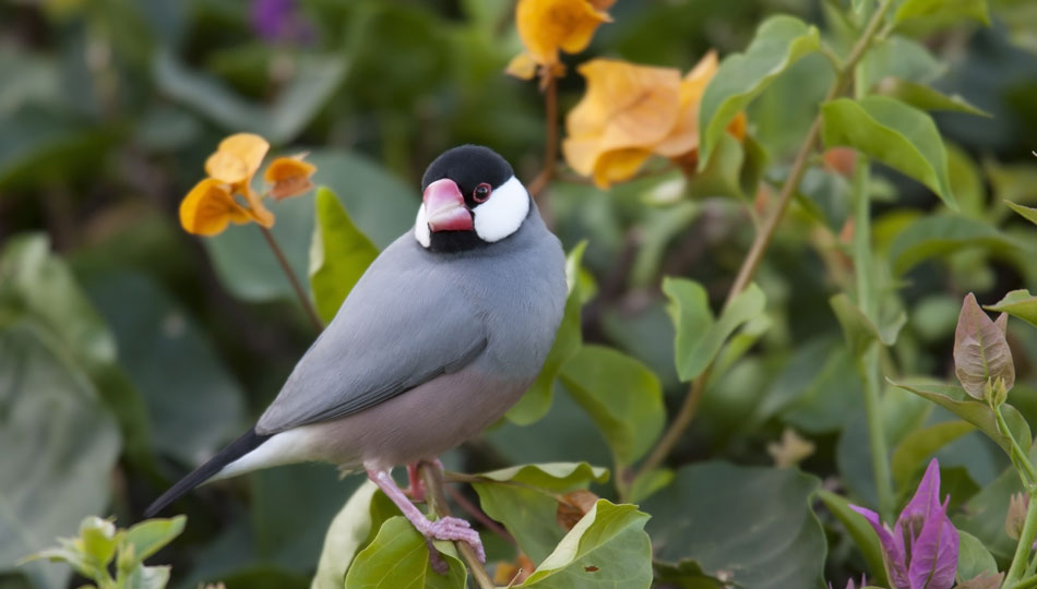 Java Sparrow