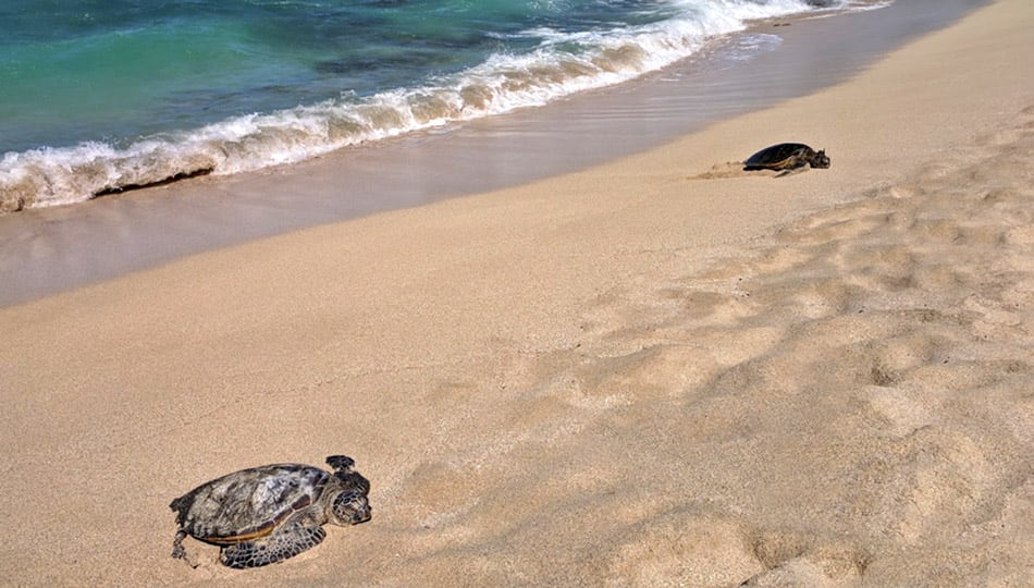 Green Sea Turtles resting on Kukio Beach