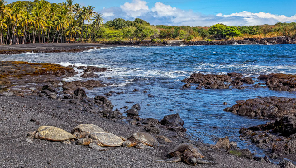 Turtles Resting on Punaluu Black Sand Beach