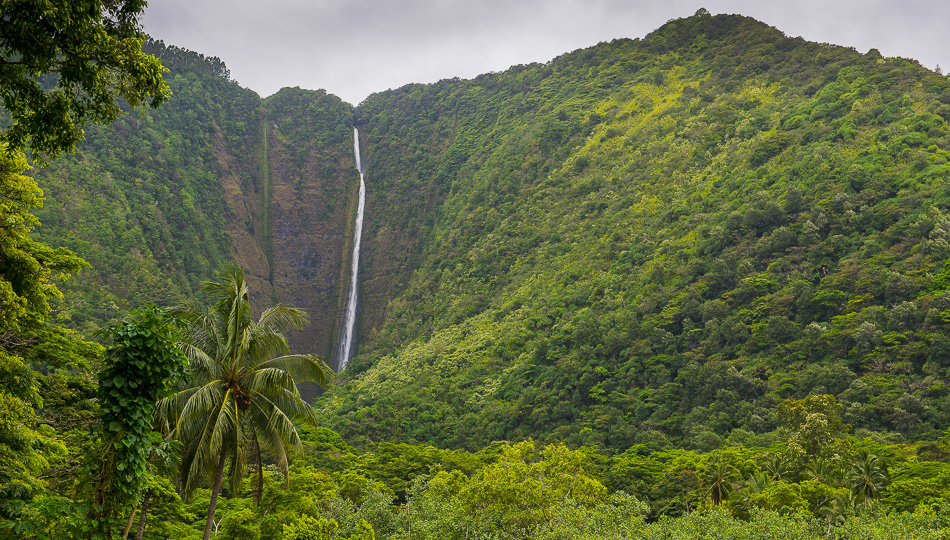 Hi’ilawe Falls in the Waipio Valley is over 1400 feet tall